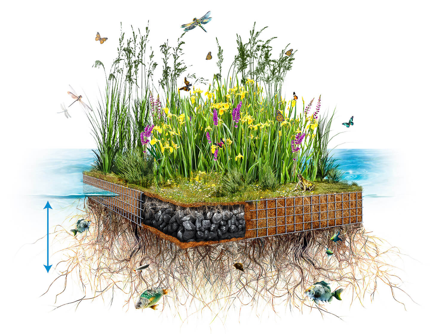 Water level adaption displayed by using a floating wetland.